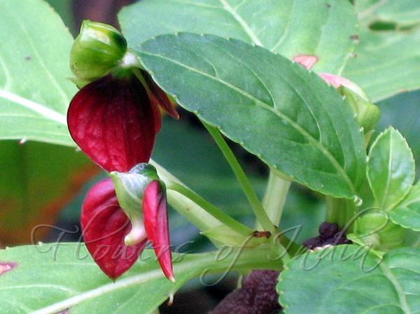 Green-Lip Balsam